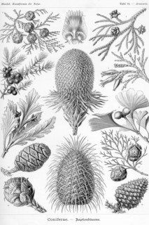 Conifers