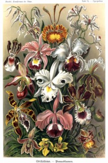 Orchids