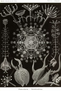 Phaeodaria radiolarians
