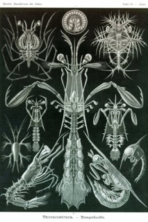 Thoracostraca, Crustaceans,