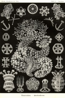 Sea Cucumbers