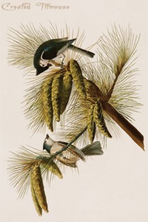 Crested Titmouse