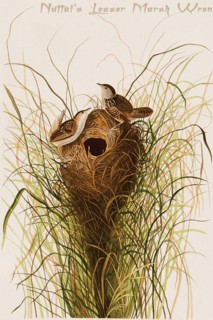 Nuttal's Lesser Marsh Wren