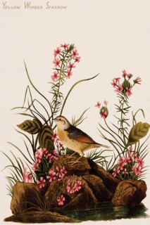 Yellow Winged Sparrow