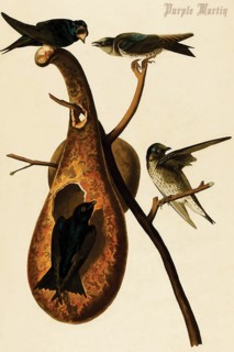 Purple Martin