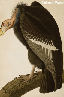 California Vulture
