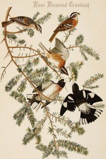 Rose Breasted Grosbeak
