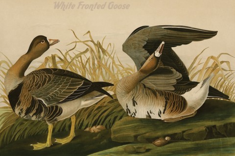 White Fronted Goose