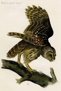 Barred Owl