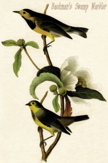 Bachman's Swamp Warbler