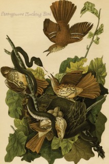 Ferruginous Mocking Bird