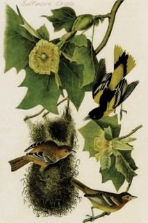 Baltimore Oriole