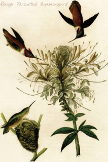 Rough Throated Hummingbird