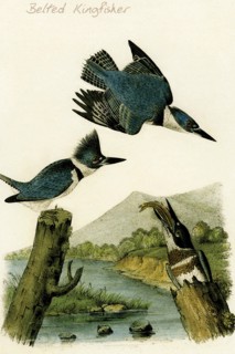 Belted Kingfisher