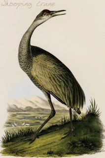 Whooping Crane