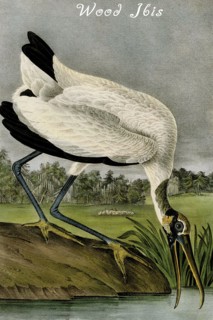 Wood Ibis