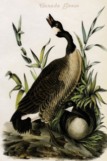 Canada Goose