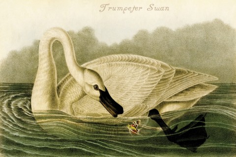 Trumpeter Swan
