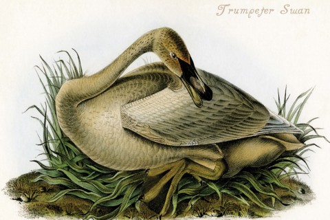 Trumpeter Swan