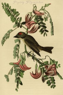 Pipiry Flycatcher