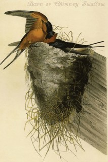 Barn or Chimney Swallow