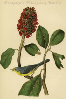 Bonaparte's Flycatching Warbler