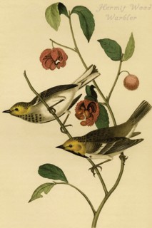 Hermit Wood Warbler