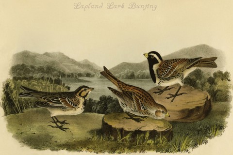 Lapland Lark Bunting