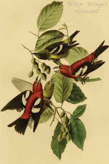 White Winged Crossbill