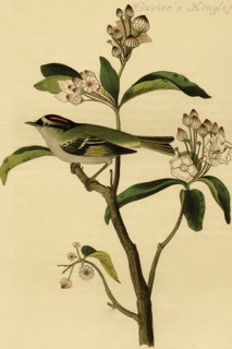 Cuvier's Kinglet
