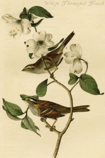 White Throated Finch