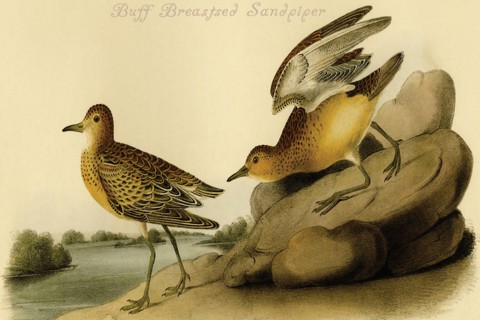 Buff Breastsed Sandpiper