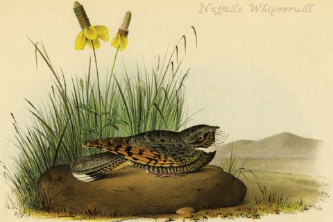 Nuttails Whipoorwill