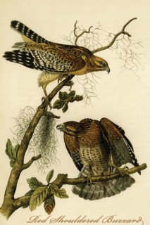 Red Shouldered Buzzard