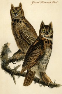 Great Horned Owl
