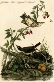 Golden Tail Wagtail Thrush