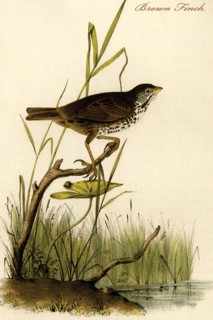 Brown Finch