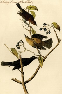 Rusty Crow Blackbird