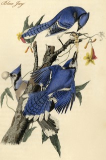 Blue Jay