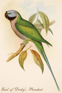 Earl of Derby's Parakeet