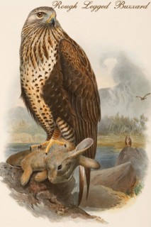 Rough Legged Buzzard