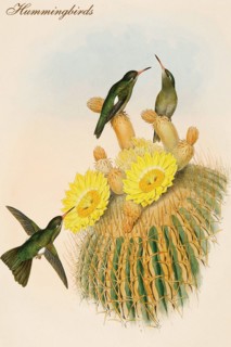 Hummingbirds