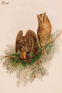 Owls