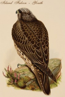 Island Falcon - Youth