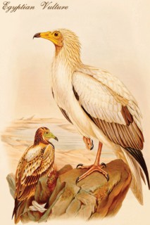 Egyptian Vulture