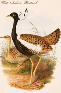 West Indian Bustard