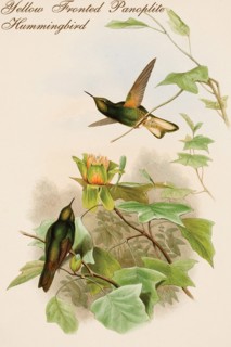 Yellow Fronted Panoplite Hummingbird