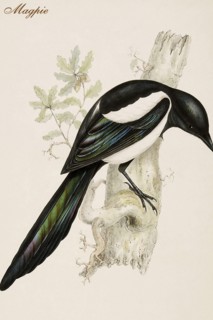 Magpie