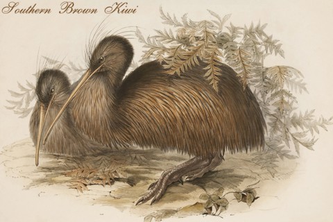 Southern Brown Kiwi