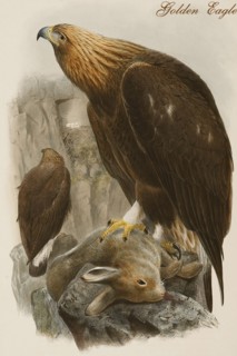 Golden Eagle